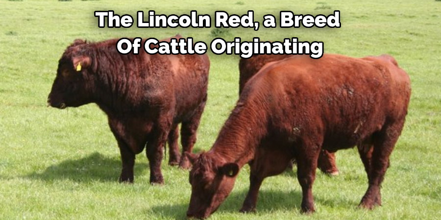 The Lincoln Red, a Breed 
Of Cattle Originating