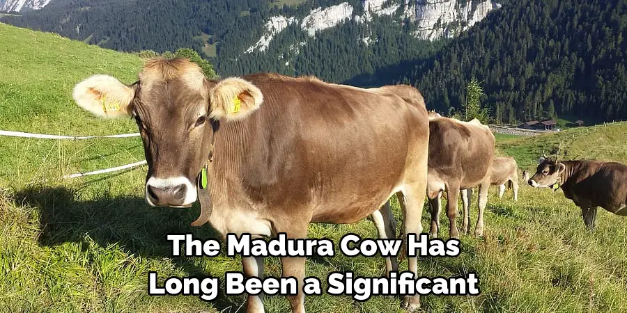 The Madura Cow Has 
Long Been a Significant