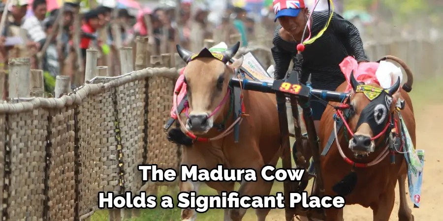 The Madura Cow 
Holds a Significant Place