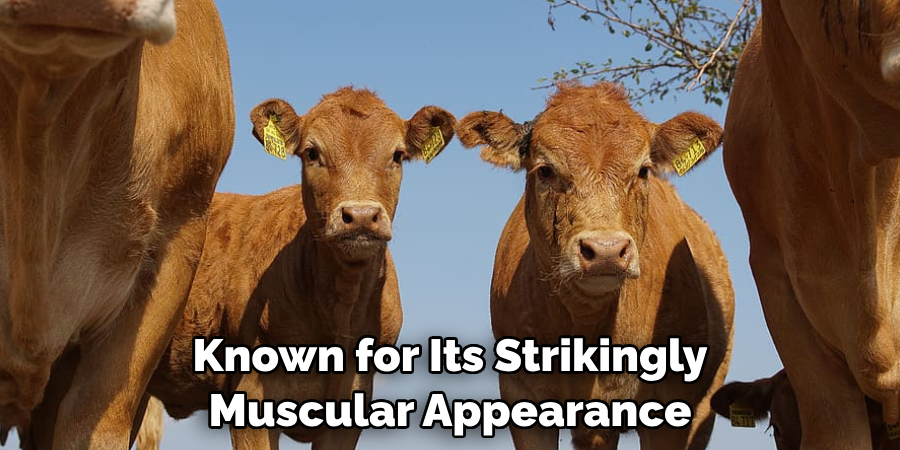 The Majestic Limousin Cattle 
Have Inspired Many Tales