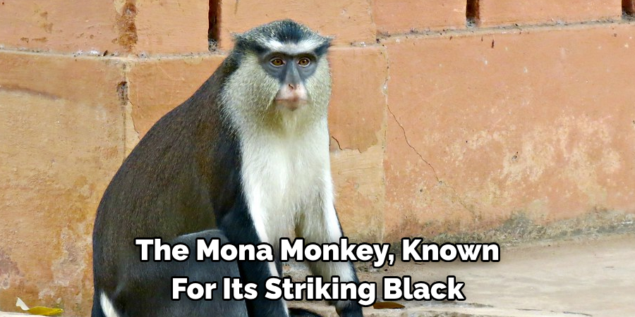 The Mona Monkey, Known 
For Its Striking Black