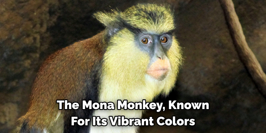 The Mona Monkey, Known 
For Its Vibrant Colors