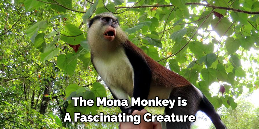 The Mona Monkey is
A Fascinating Creature