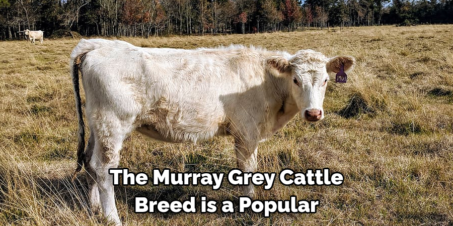 The Murray Grey Cattle 
Breed is a Popular