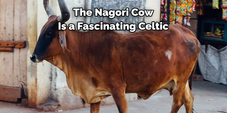 The Nagori Cow 
Is a Fascinating Celtic