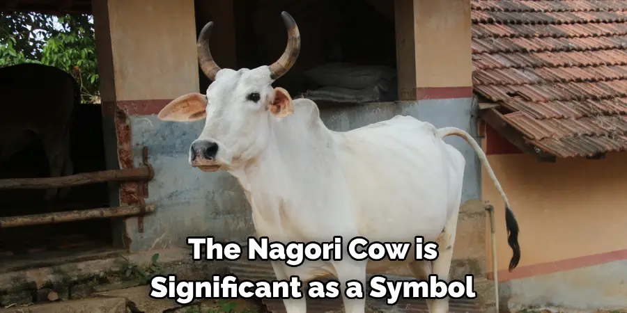 The Nagori Cow is 
Significant as a Symbol