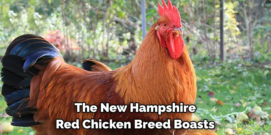 The New Hampshire 
Red Chicken Breed Boasts