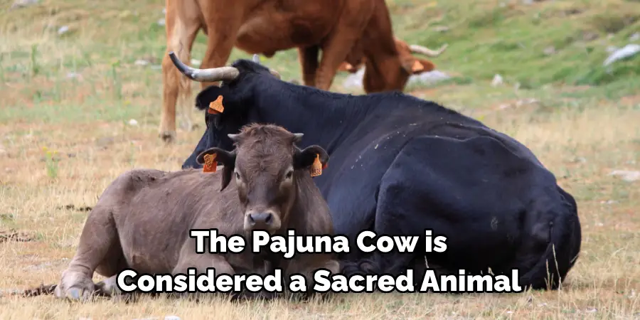 The Pajuna Cow is 
Considered a Sacred Animal