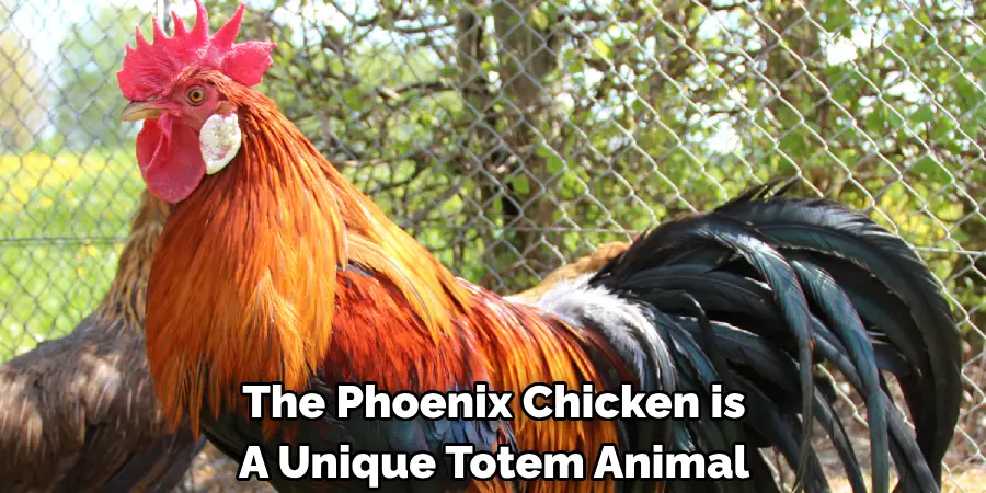 The Phoenix Chicken is
A Unique Totem Animal