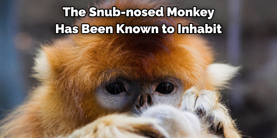 The Snub-nosed Monkey Has Been Known to Inhabit