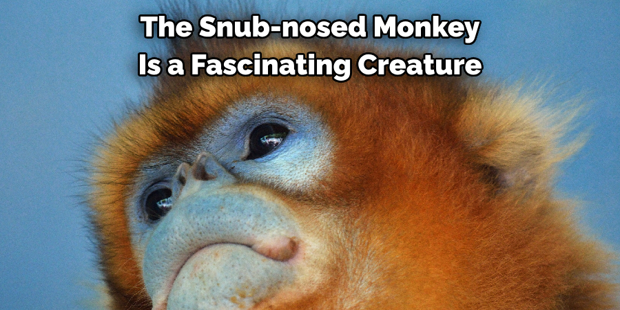 The Snub-nosed Monkey 
Is a Fascinating Creature