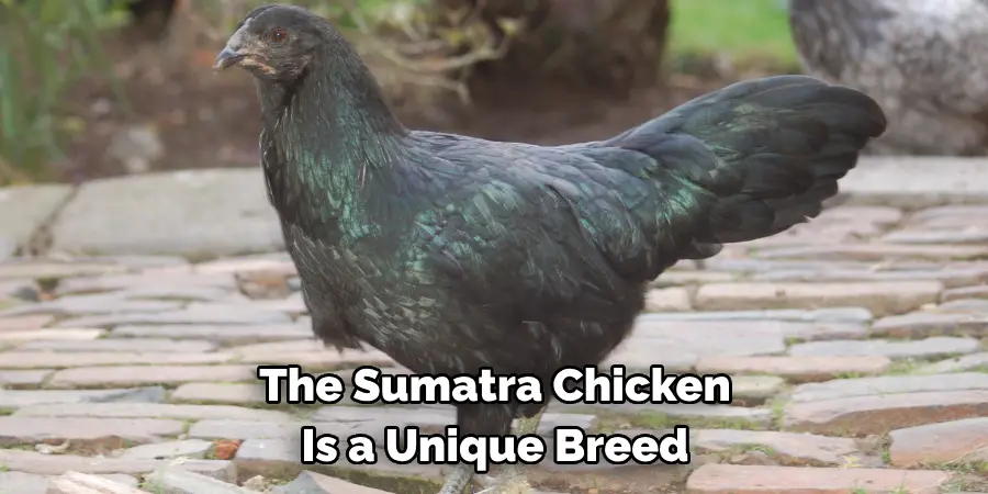 The Sumatra Chicken 
Is a Unique Breed