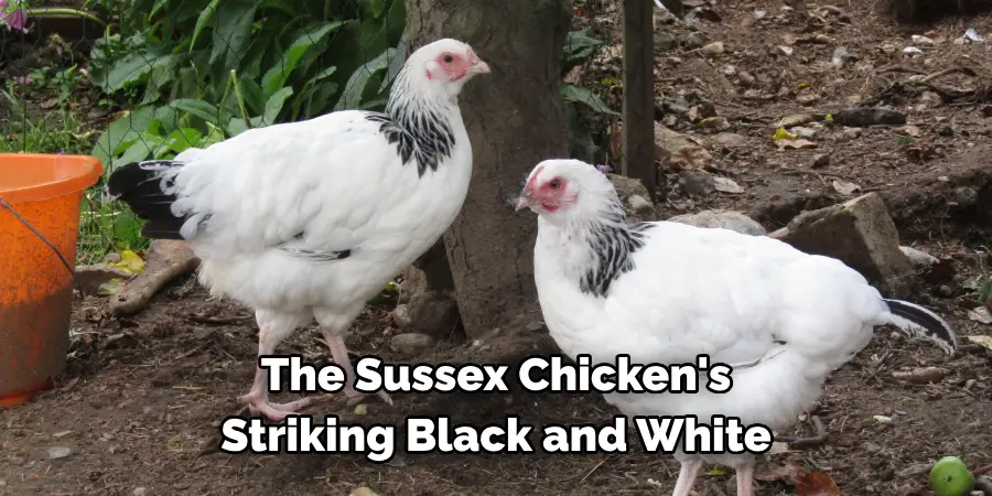 The Sussex Chicken's 
Striking Black and White