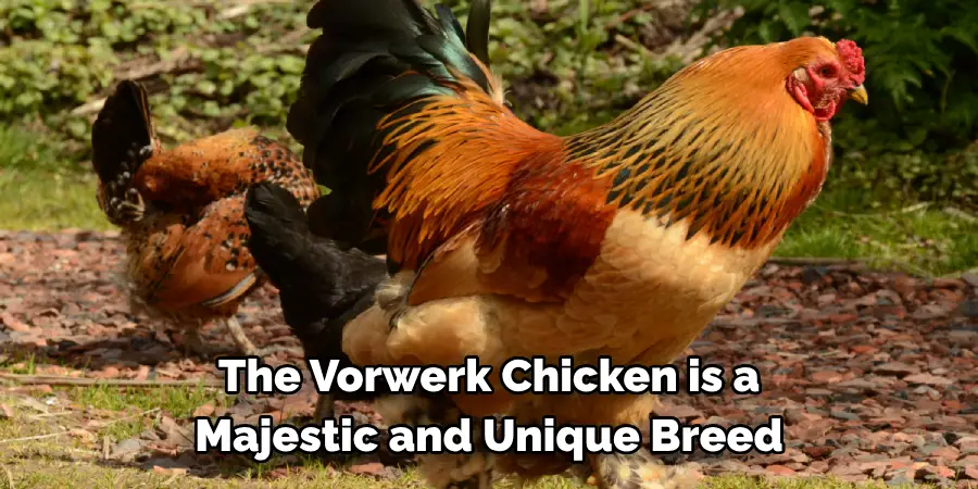 The Vorwerk Chicken is a 
Majestic and Unique Breed