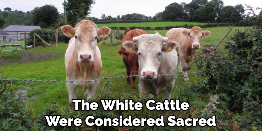 The White Cattle Were Considered Sacred