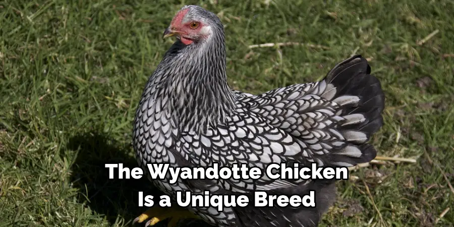 The Wyandotte Chicken
Is a Unique Breed 