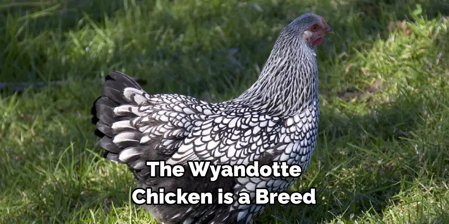 The Wyandotte 
Chicken is a Breed