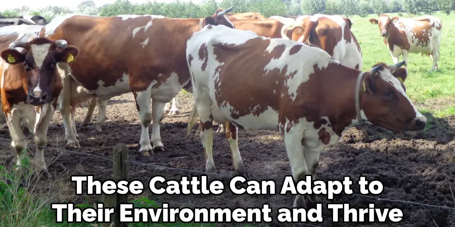 These Cattle Can Adapt to
Their Environment and Thrive