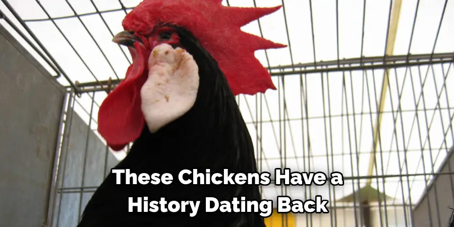 These Chickens Have a 
History Dating Back
