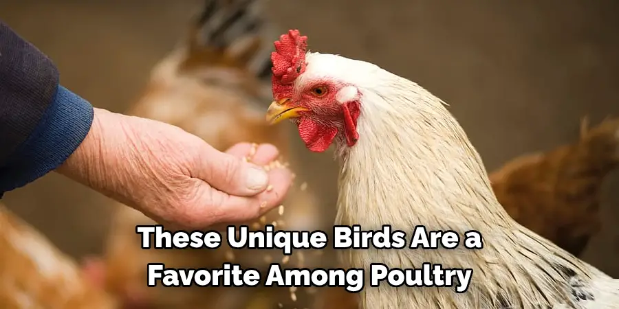 These Unique Birds Are a 
Favorite Among Poultry