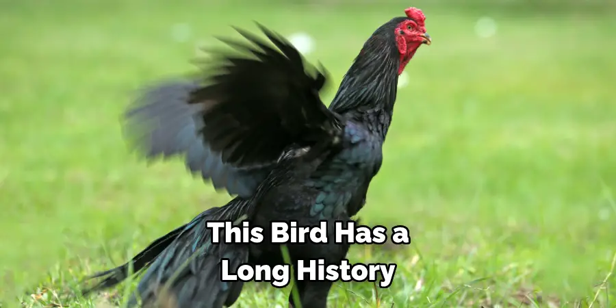 This Bird Has a Long History