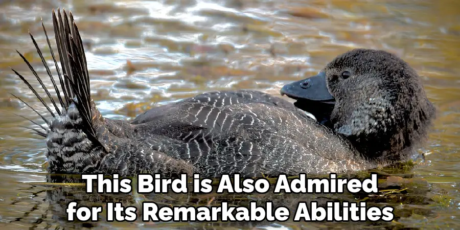 This Bird is Also Admired for Its Remarkable Abilities