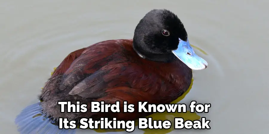 This Bird is Known for Its Striking Blue Beak