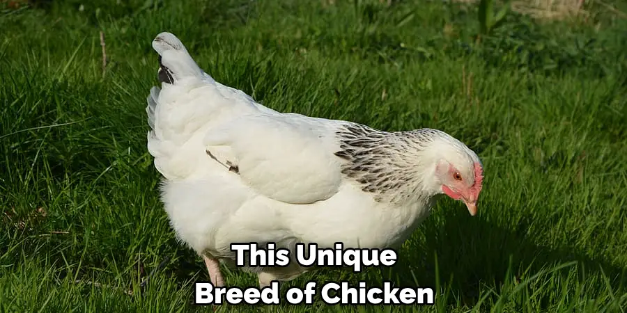 This Unique Breed of Chicken