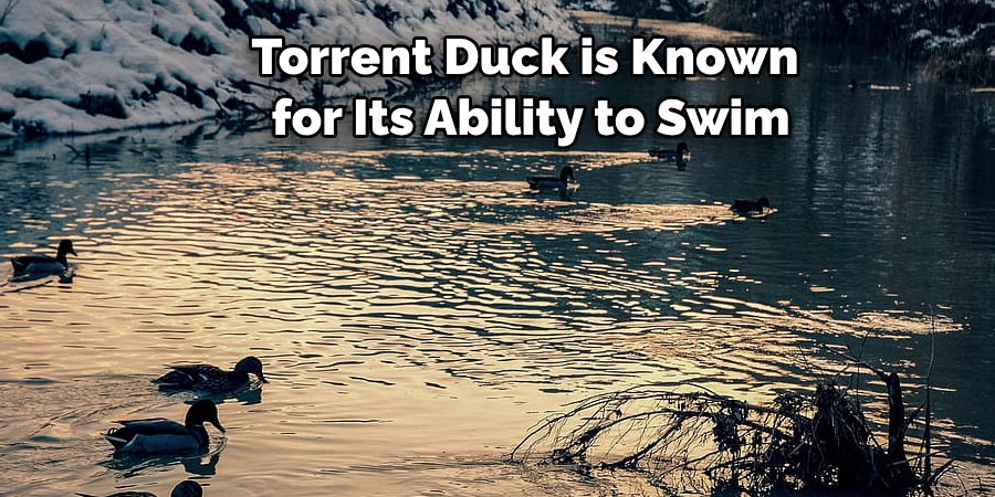 Torrent Duck is Known
 for Its Ability to Swim