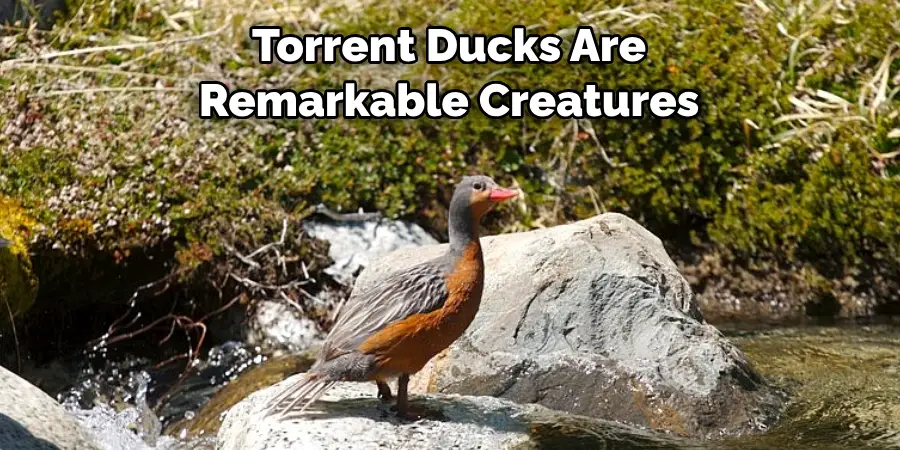 Torrent Ducks Are 
Remarkable Creatures