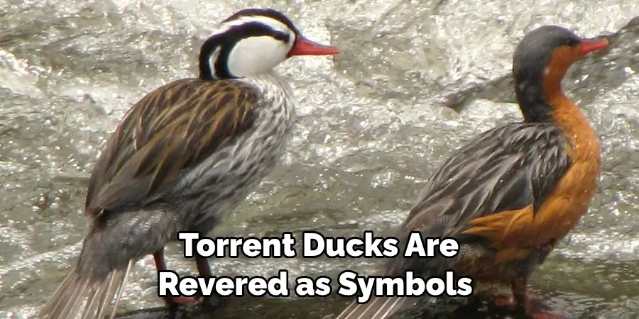 Torrent Ducks Are 
Revered as Symbols 