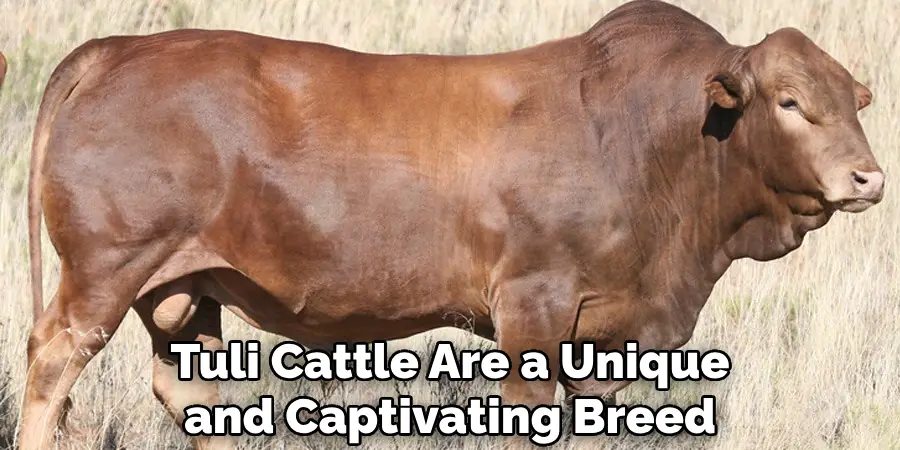 Tuli Cattle Are a Unique and Captivating Breed