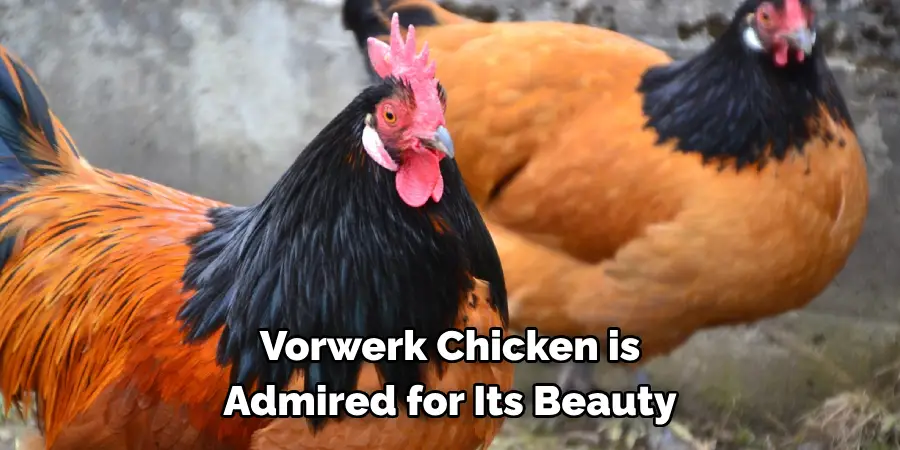 Vorwerk Chicken is 
Admired for Its Beauty