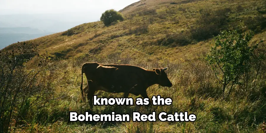 known as the Bohemian Red Cattle