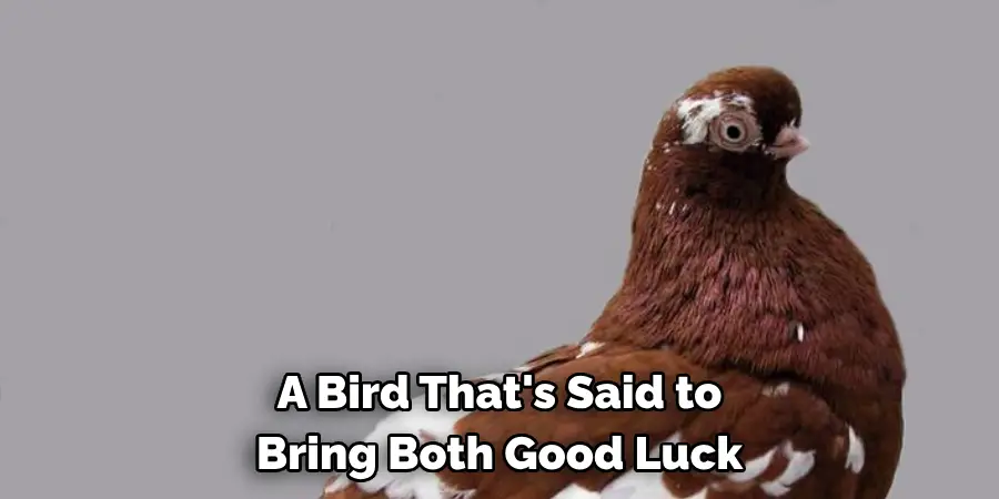 A Bird That's Said to 
Bring Both Good Luck