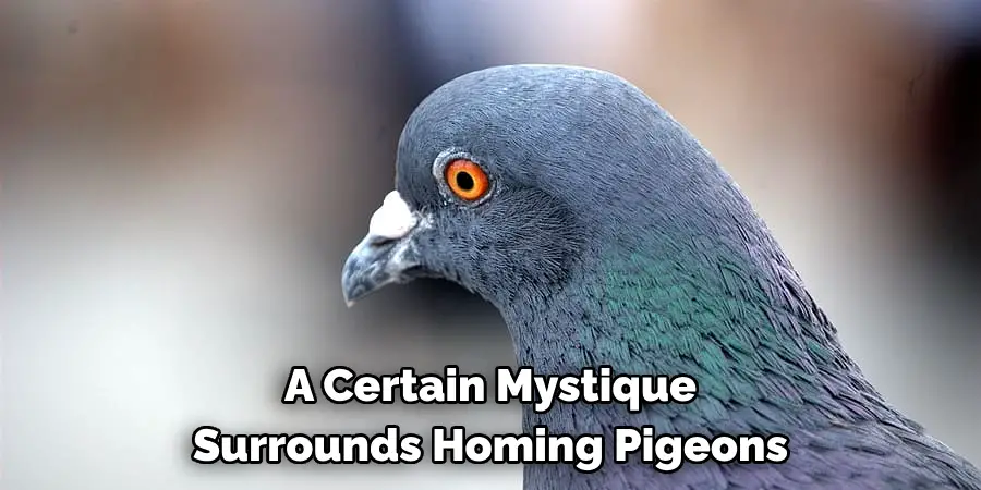 A Certain Mystique 
Surrounds Homing Pigeons
