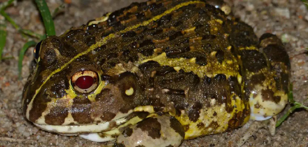 African Bullfrog Spiritual Meaning