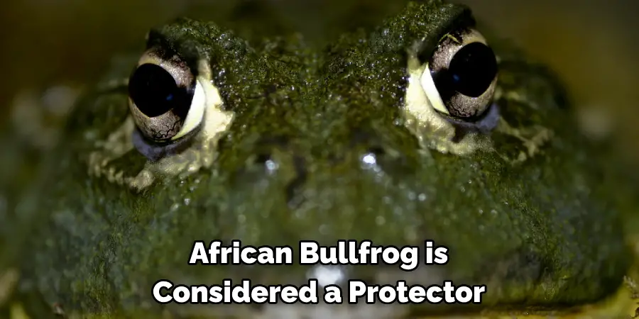 African Bullfrog is 
Considered a Protector