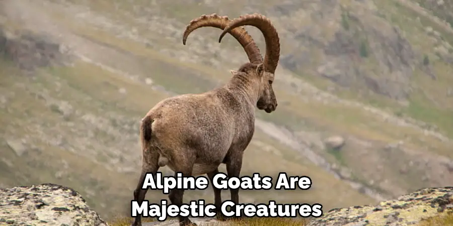 Alpine Goats Are 
Majestic Creatures
