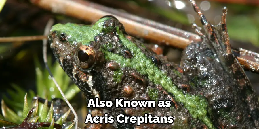 Also Known as 
Acris Crepitans