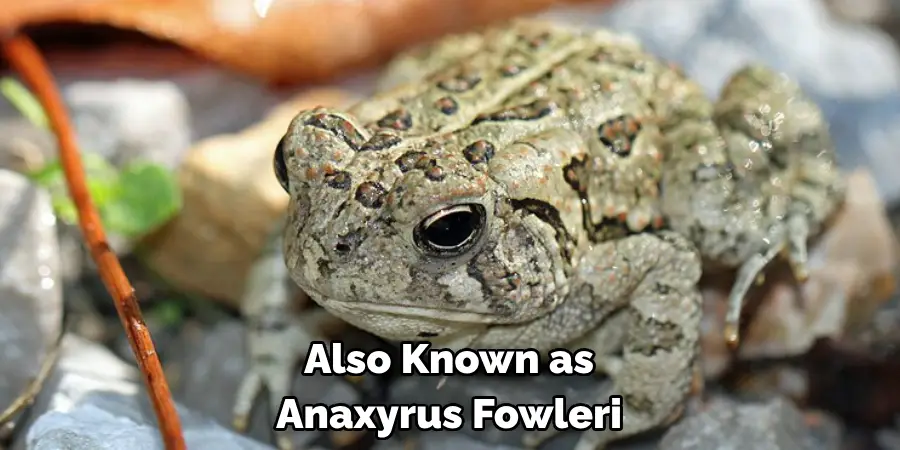 Also Known as 
Anaxyrus Fowleri