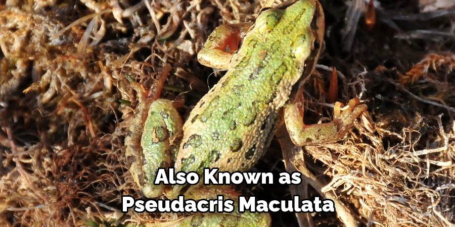 Also Known as 
Pseudacris Maculata