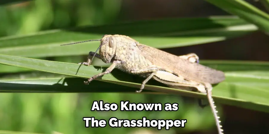 Also Known as 
The Grasshopper