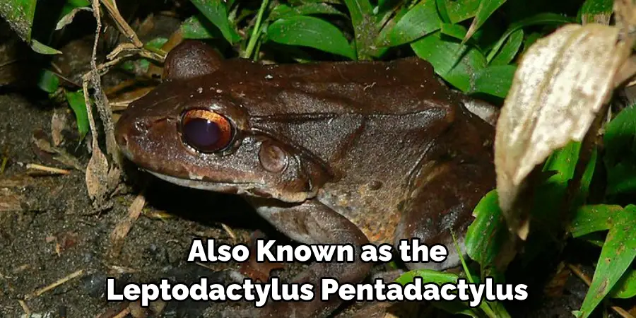 Also Known as the 
Leptodactylus Pentadactylus