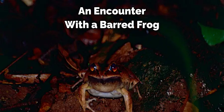 An Encounter 
With a Barred Frog