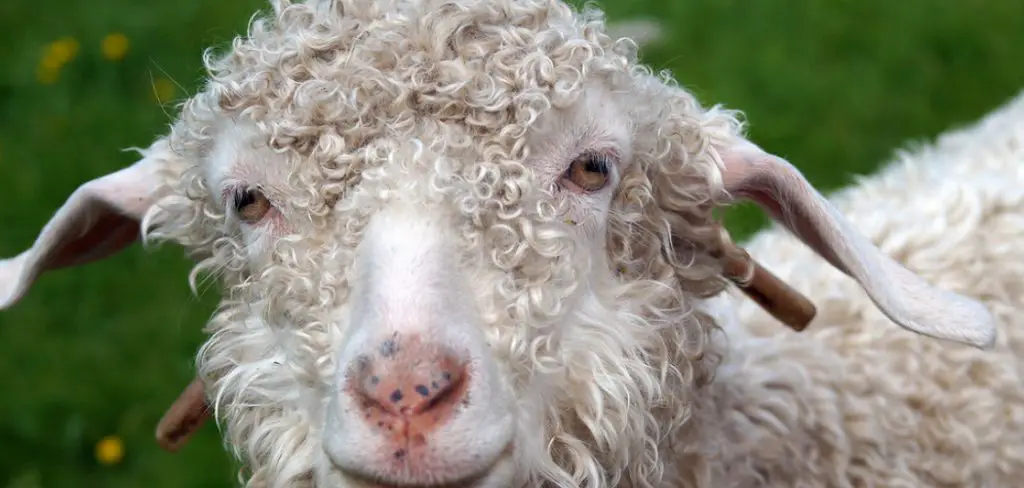 Angora Goat Spiritual Meaning