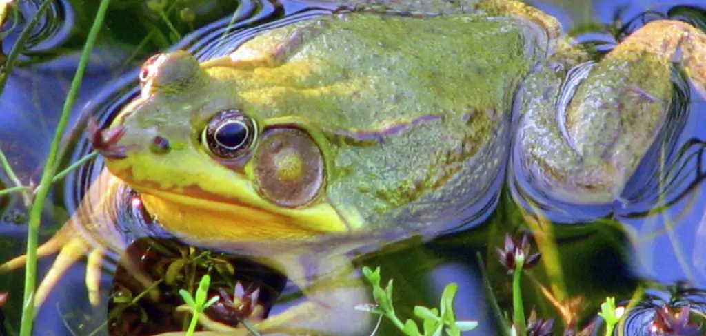 Aquatic Frog Spiritual Meaning