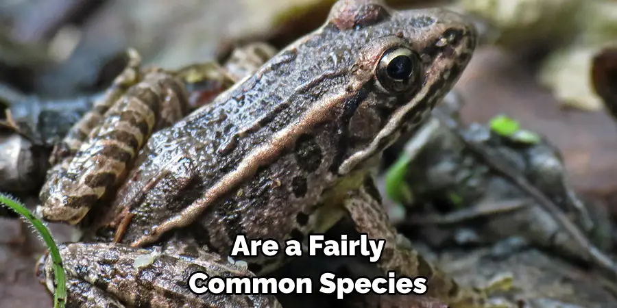 Are a Fairly Common Species