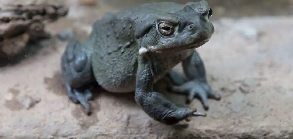 Arizona Toad Spiritual Meaning