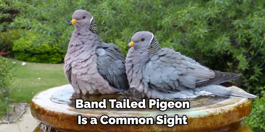 Band Tailed Pigeon 
Is a Common Sight